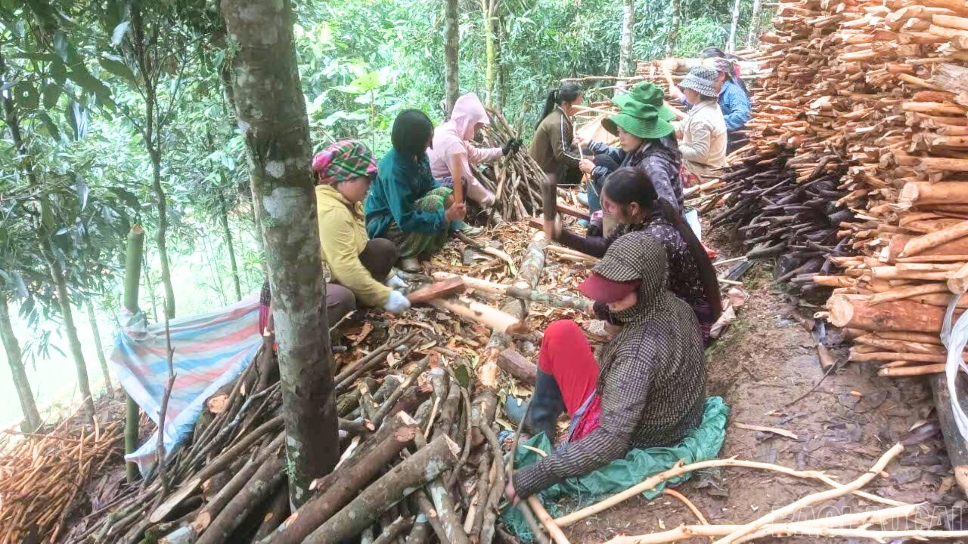 Người dân chung tay bóc tỉa quế để hiến đất làm đường mới. baolaocai-br_thiet-ke-chua-co-ten-3.png