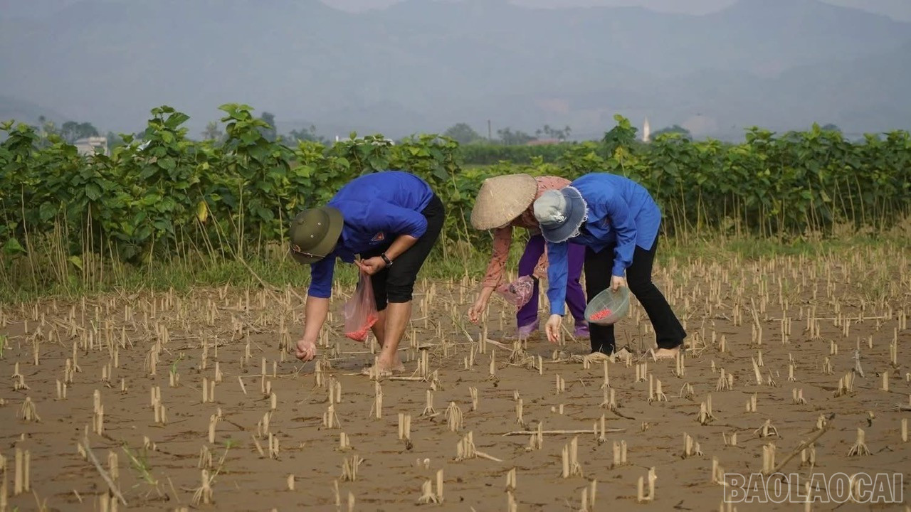Nông dân trên địa bàn tỉnh tích cực gieo cấy vụ đông năm 2025. baolaocai-br_z7160272606923-549a6340d2d14501b55d1c29df070664.jpg