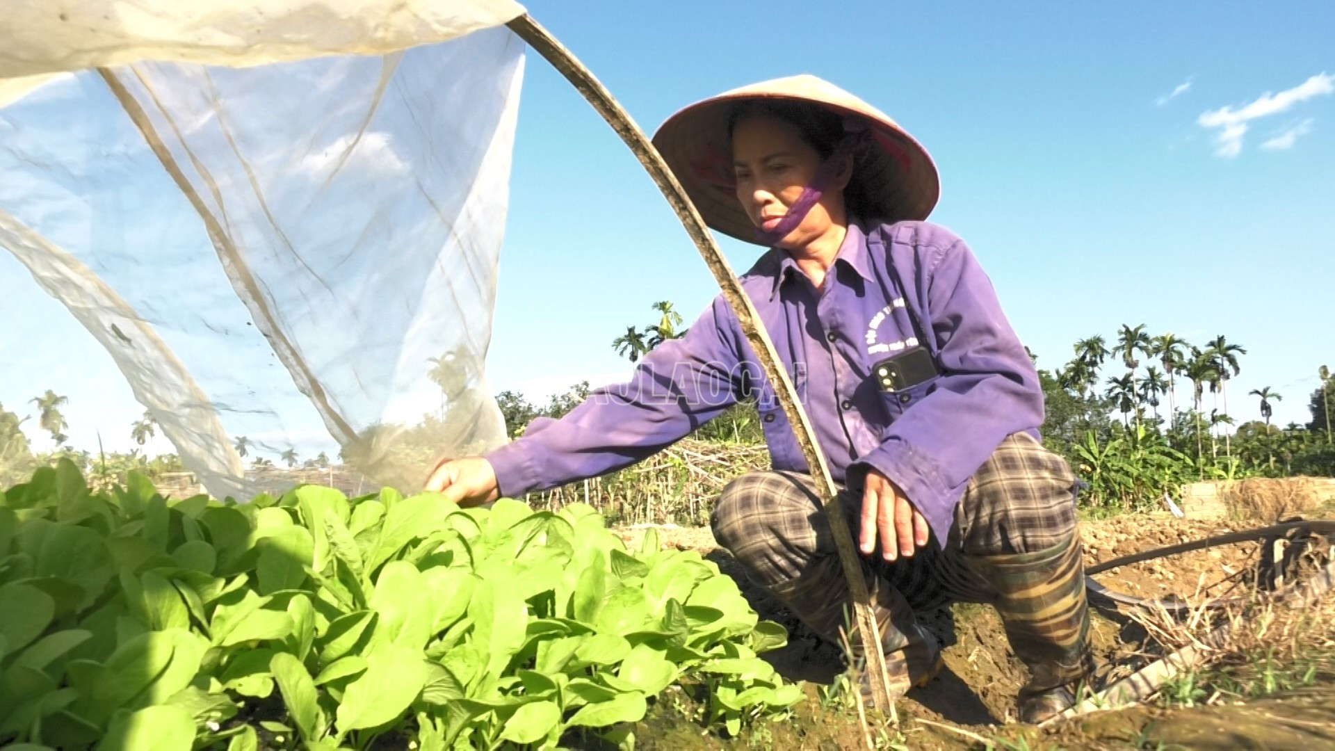 Rau màu là cây trồng chủ lực được nông dân phường Âu Lâu ưu tiên sản xuất trong vụ đông năm 2025. baolaocai-c_2-1.jpg