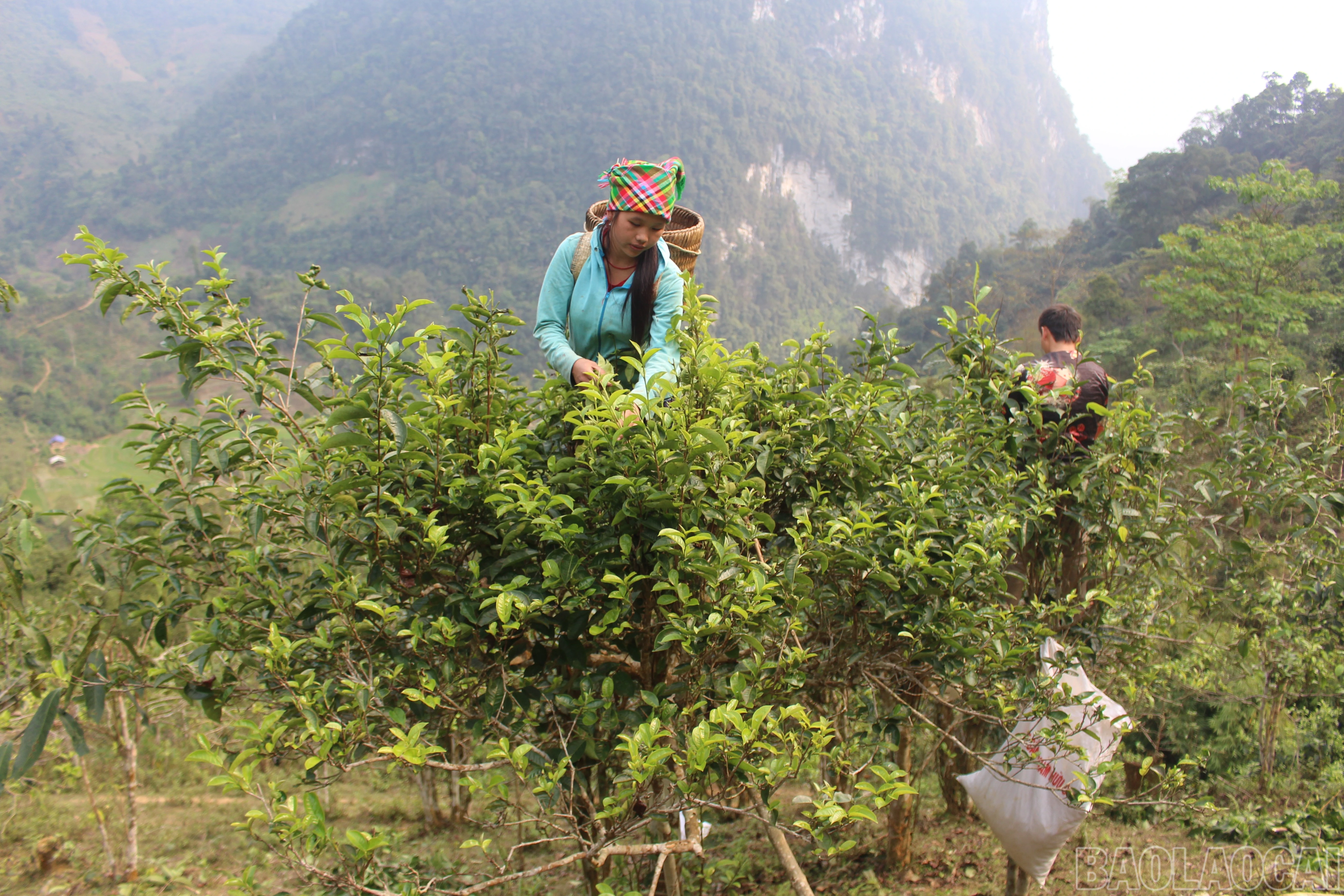 baolaocai-br_img-9155-1.jpg