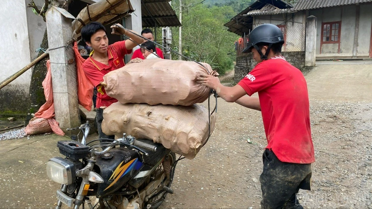 baolaocai-br_z7634236816467-34d21ab9eacf69316ace0182c67db825-7318.jpg