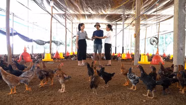 Đi lên từ cây quế
