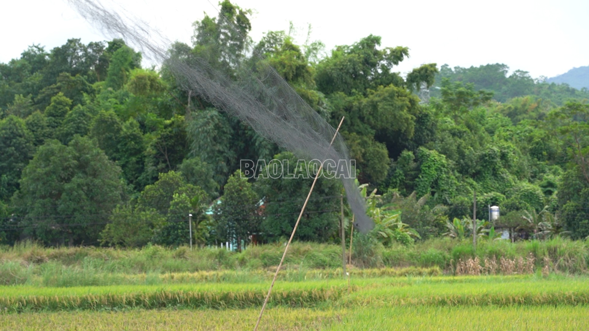 baolaocai-c_anh-3-ban-ngay-cac-doi-tuong-nay-ven-luoi-len-toi-den-ha-luoi-xuong-anh-chuuoj-tai-canh-don-lua-xa-gia-phu.png
