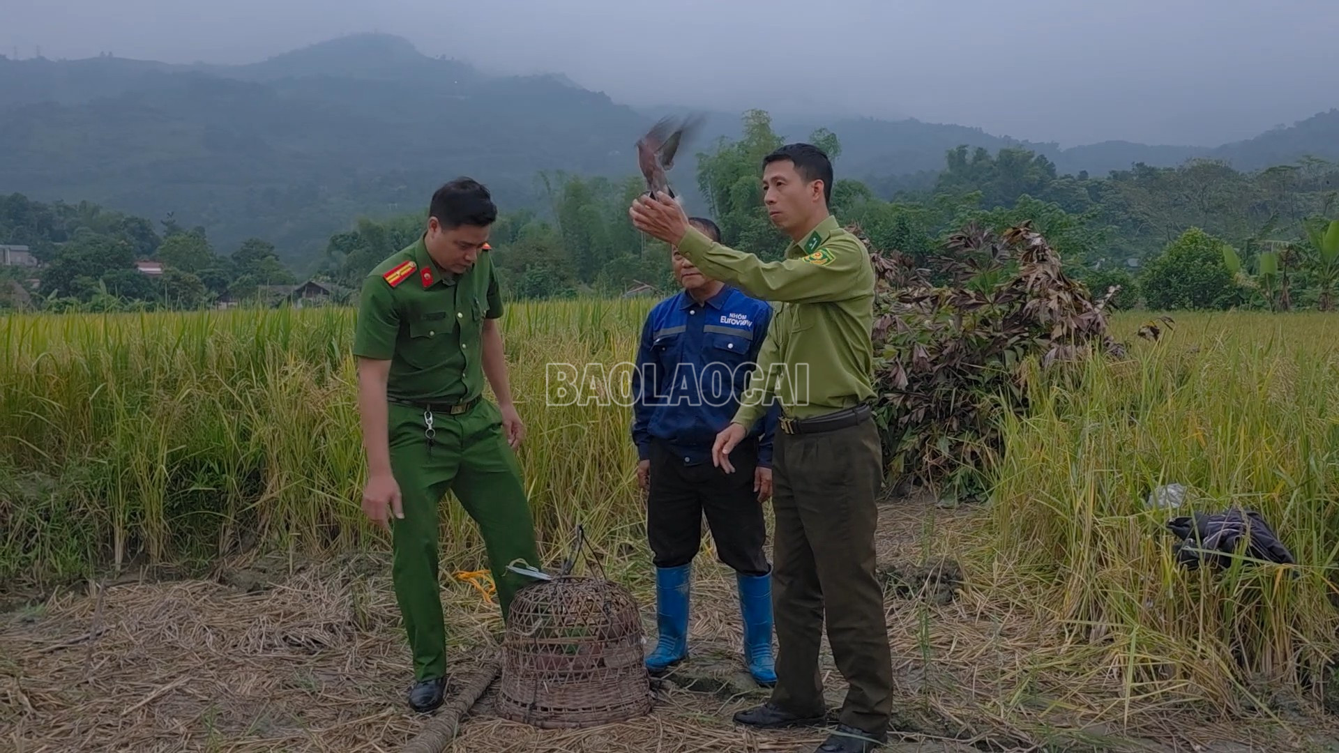baolaocai-c_anh-1-tha-chim-ngoi-moi-ve-voi-tu-nhien.png