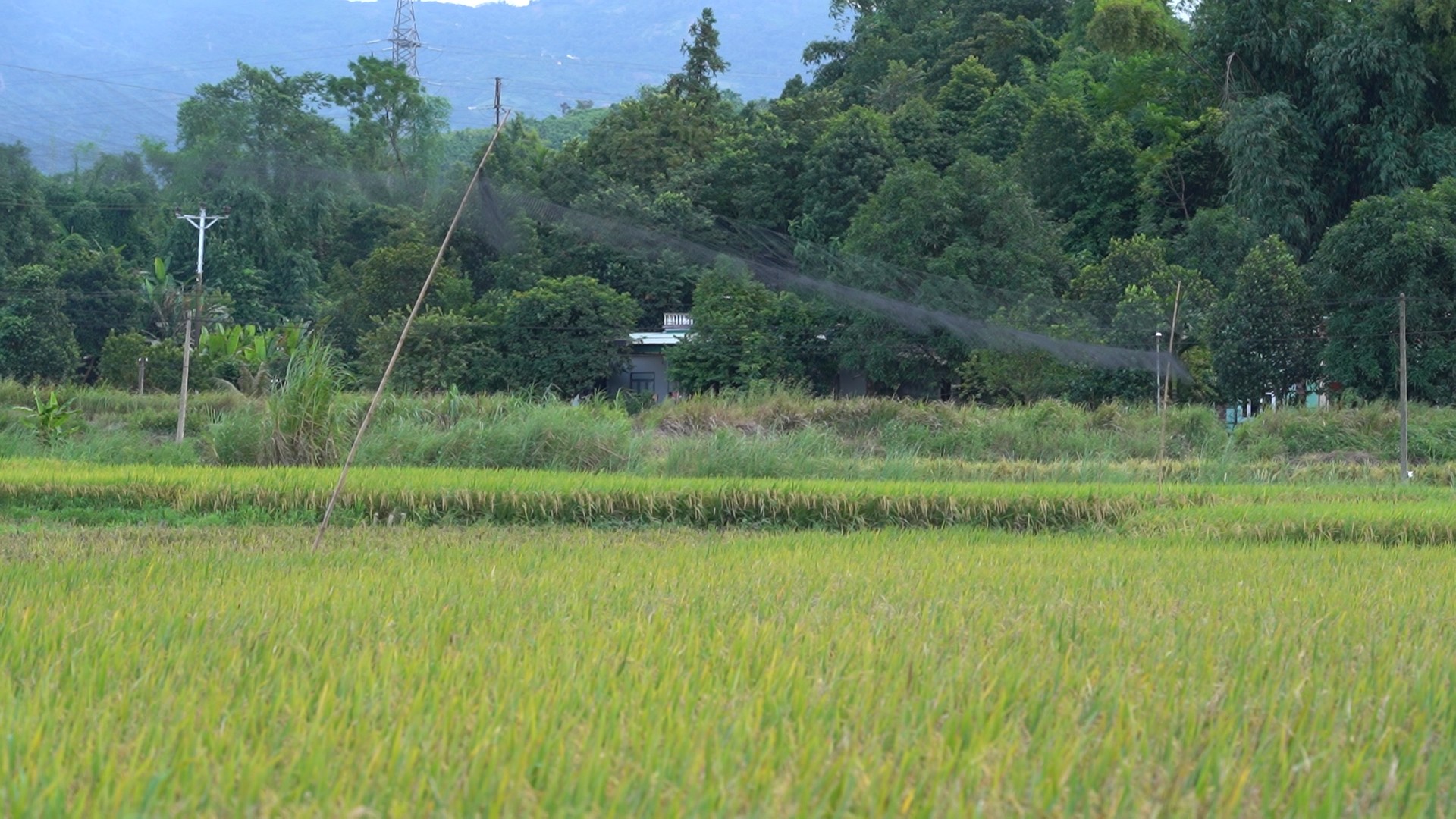 Lưới tàng hình được giăng trên diện rộng tại các cánh đồng. anh-2-luoi-giang-tai-canh-dong-xa-gia-phu.png