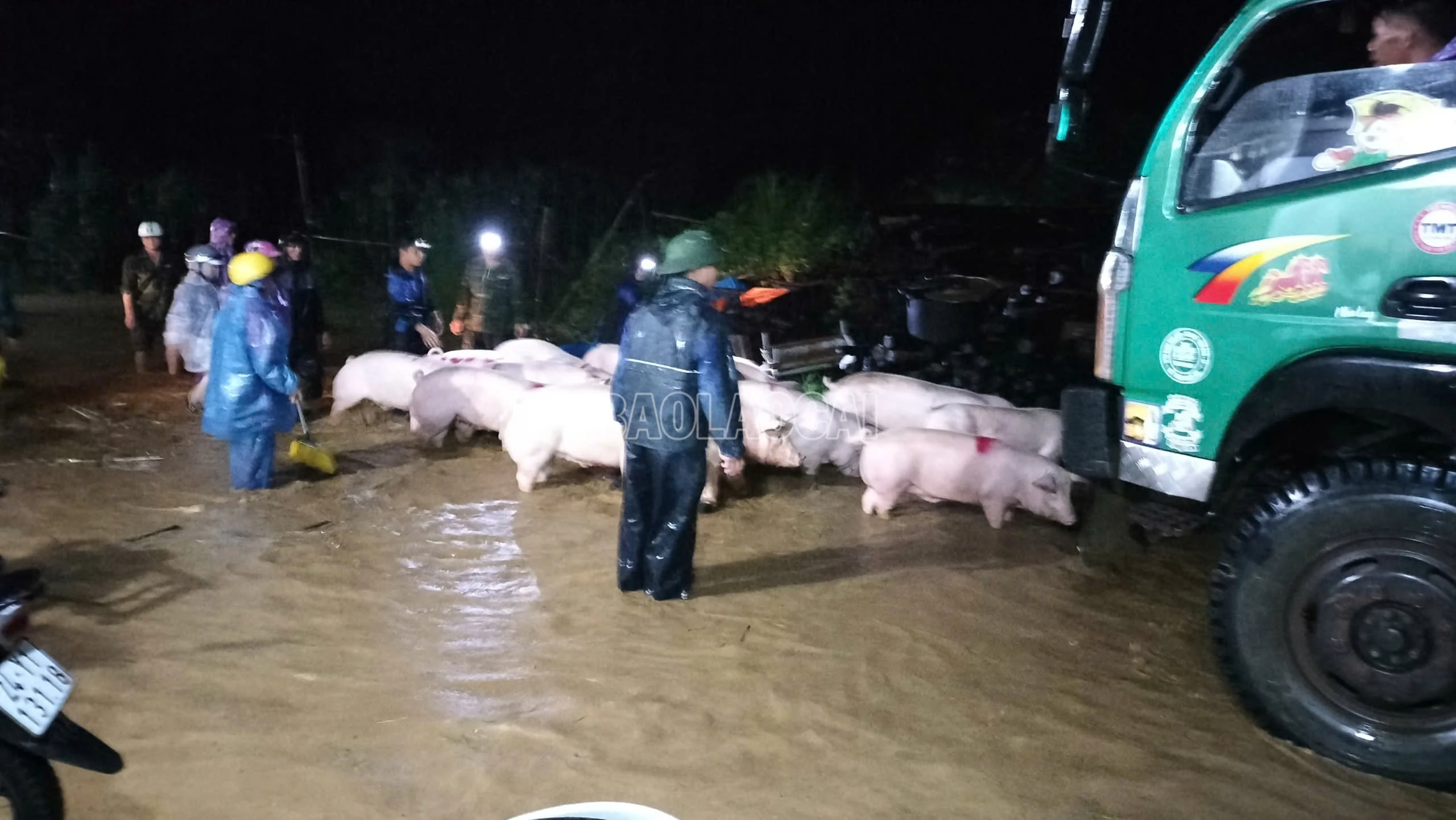 Chính quyền địa phương hỗ trợ người dân di dời đàn vật nuôi ra khỏi khu vực ngập sâu.