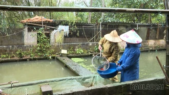 Cựu chiến binh Lào Cai nỗ lực phát triển kinh tế