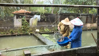 Cựu chiến binh Lào Cai nỗ lực phát triển kinh tế