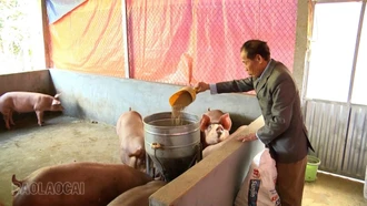 Giá lợn hơi tăng cao: Người chăn nuôi phấn khởi – người tiêu dùng đắn đo