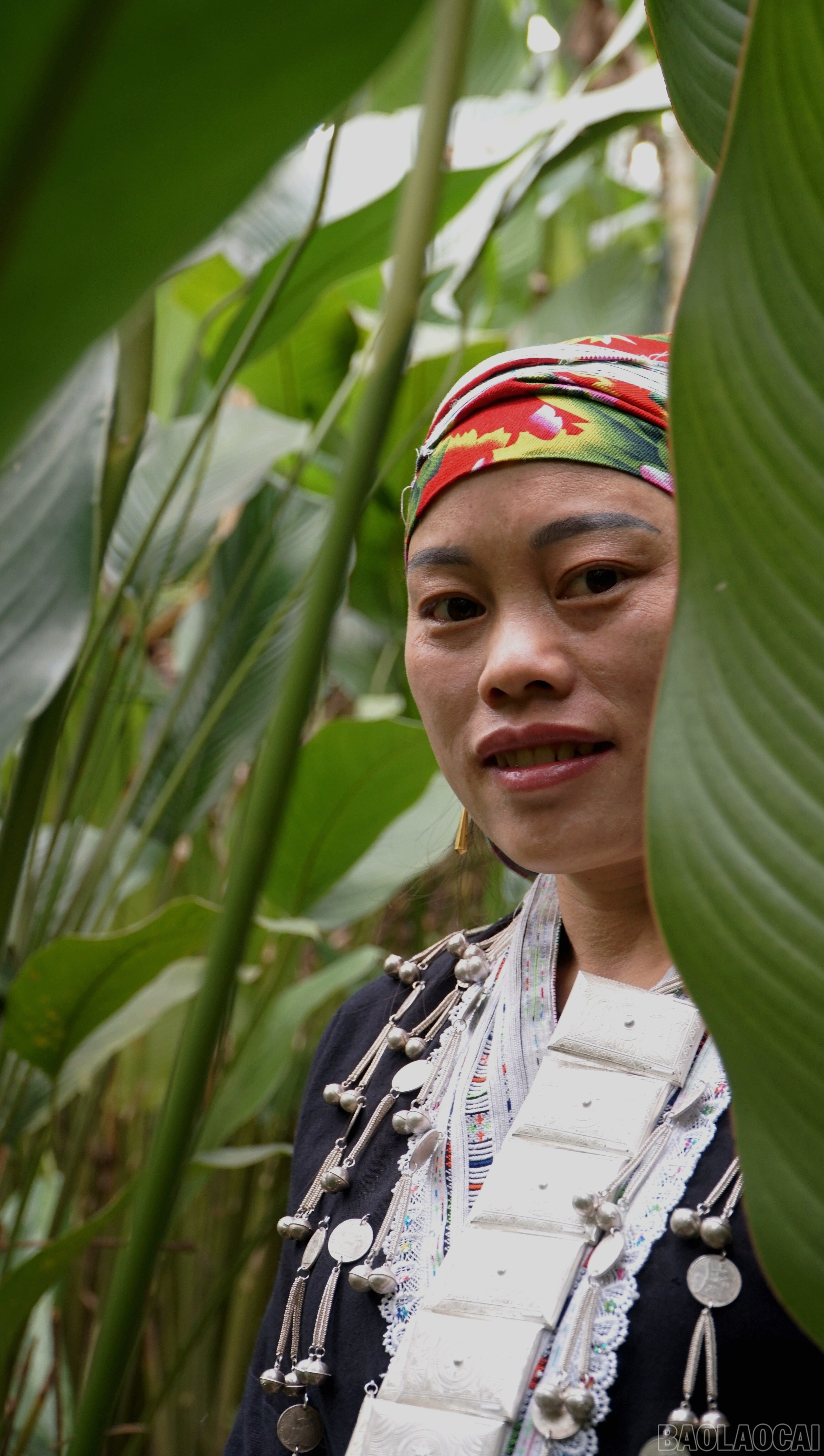 Phụ nữ Dao là những người có nhiều kinh nghiệm trong trồng, chăm sóc và thu hoạch lá dong. baolaocai-br_img-20250116-223815.jpg