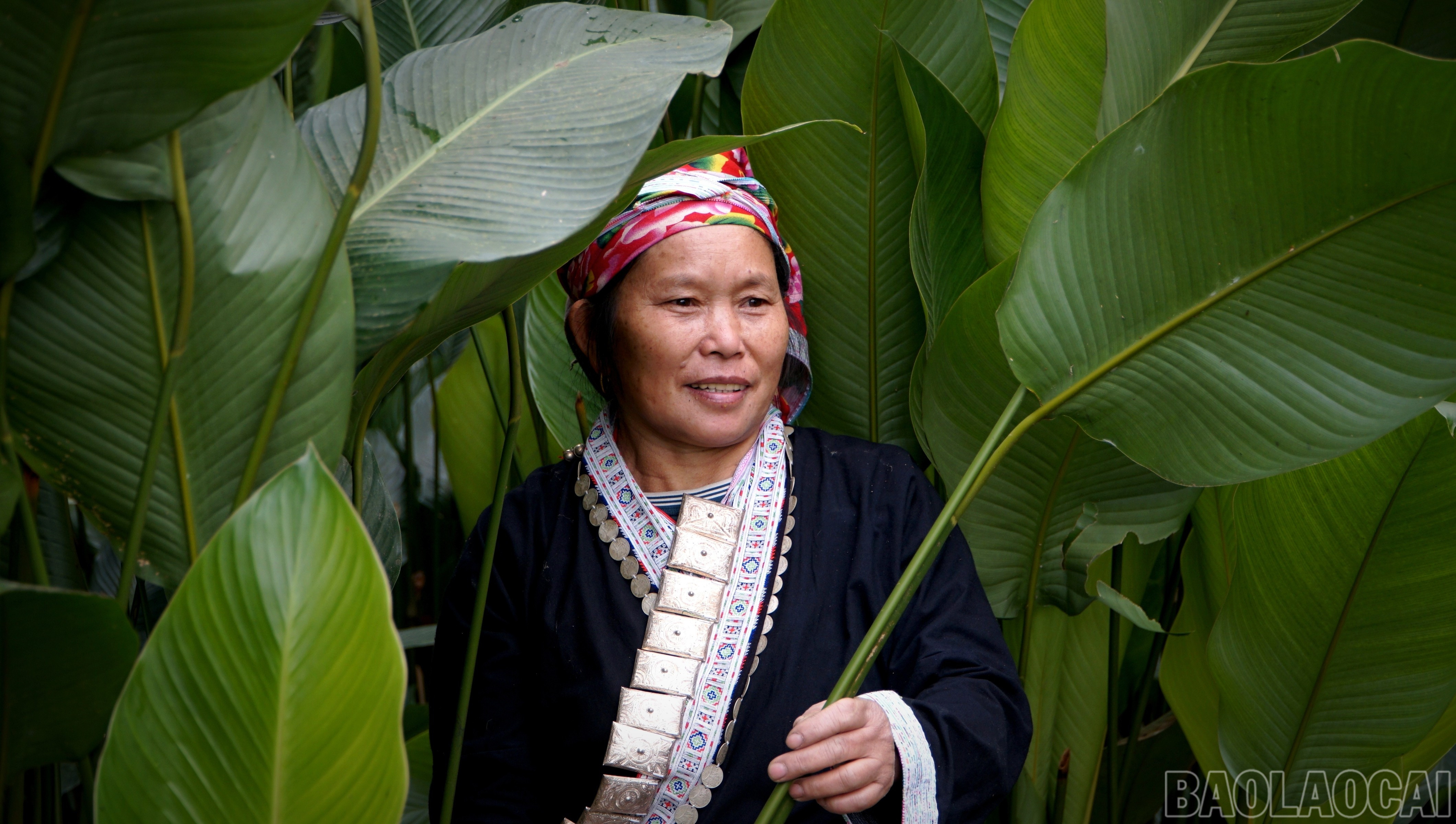 Do thổ nhưỡng, khí hậu thuận lợi cùng kinh nghiệm chăm sóc của người Dao, lá dong ở đây thường to hơn những nơi khác nên được thị trường ưa chuộng. baolaocai-br_img-20250116-223757.jpg