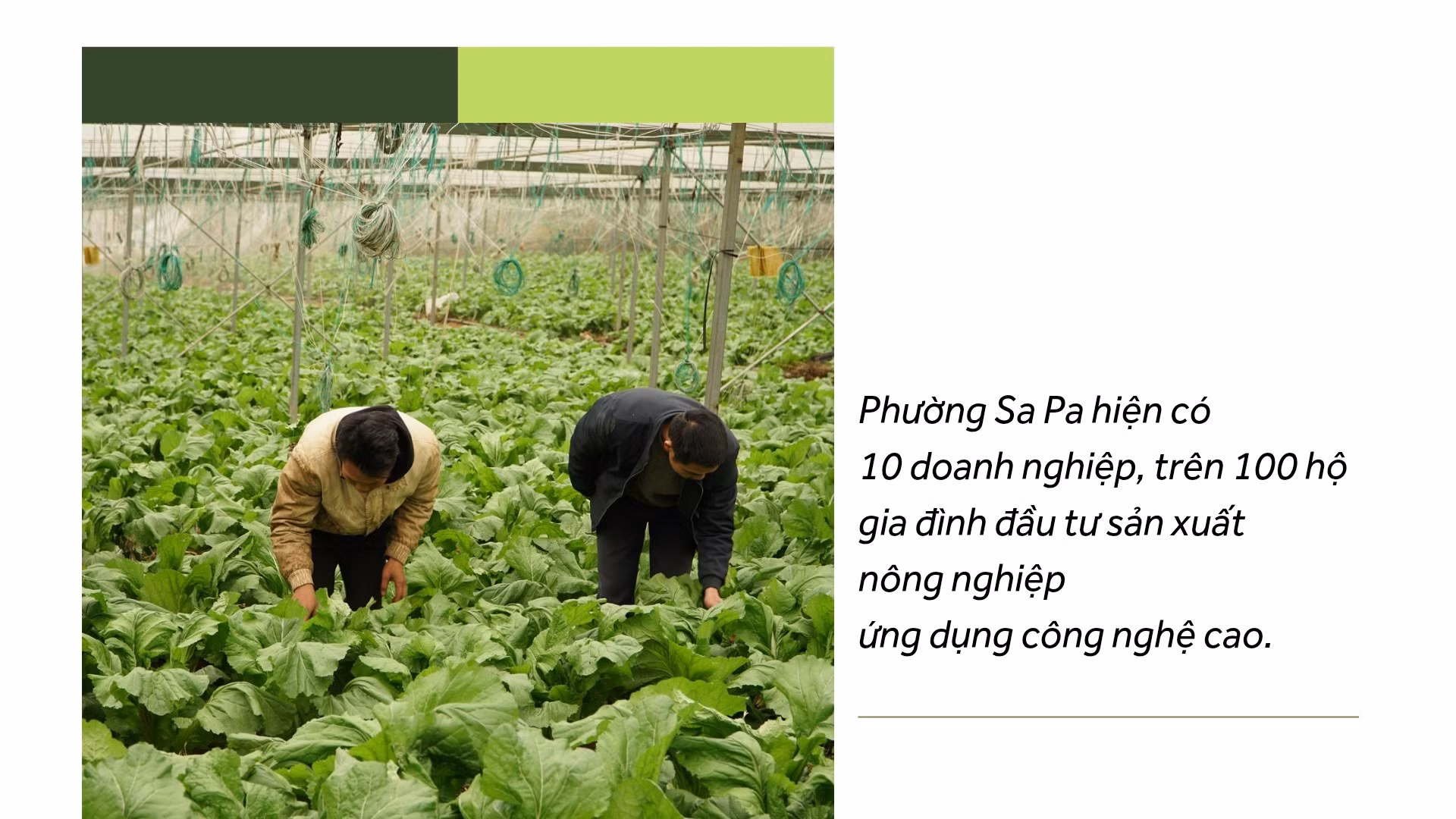 tien-phong-20260130-224419-0000.jpg