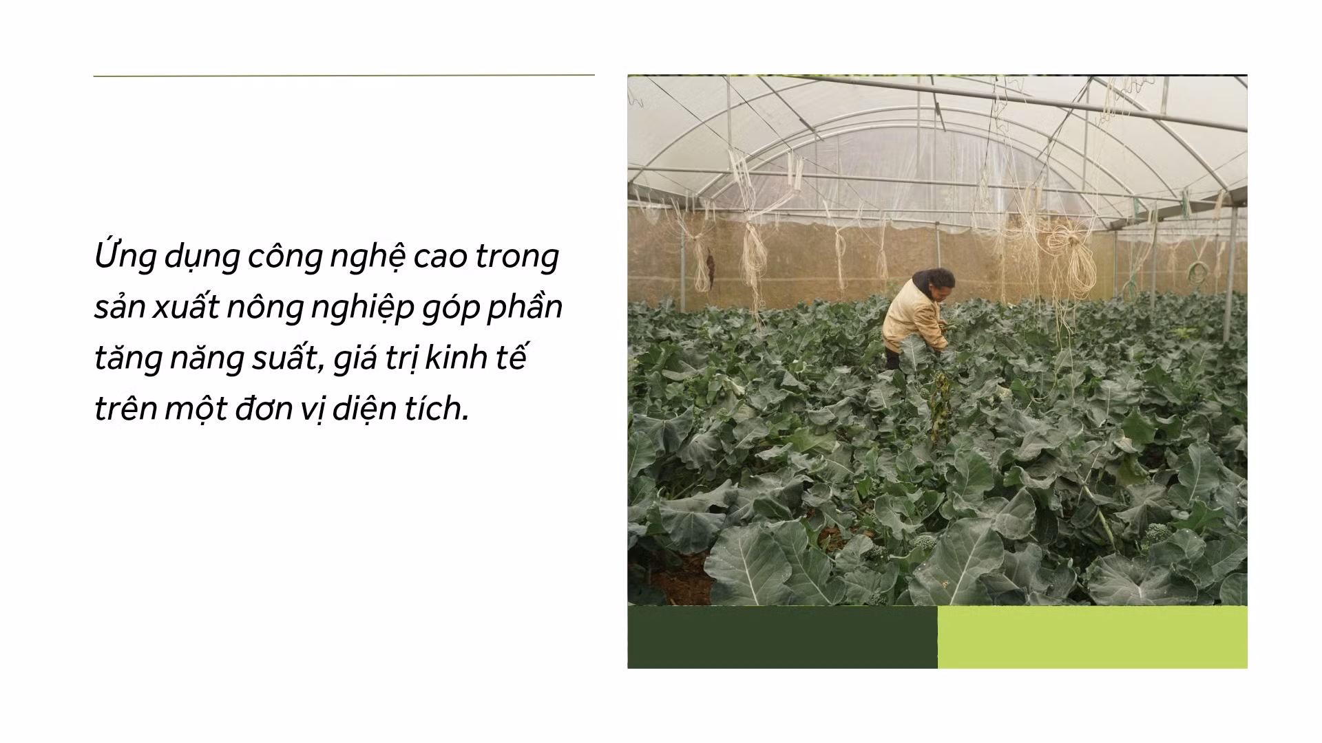 tien-phong-20260130-223715-0004.jpg