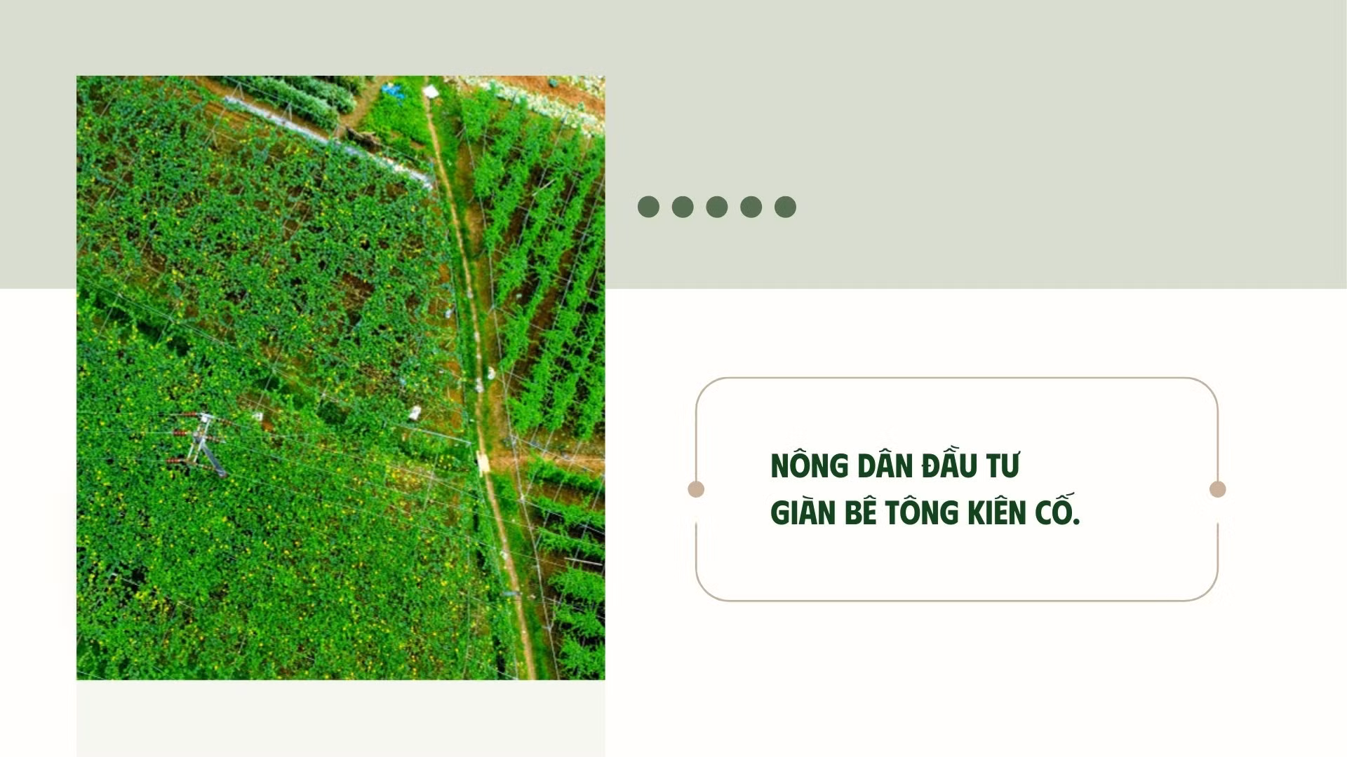 phang-taozip-3.jpg