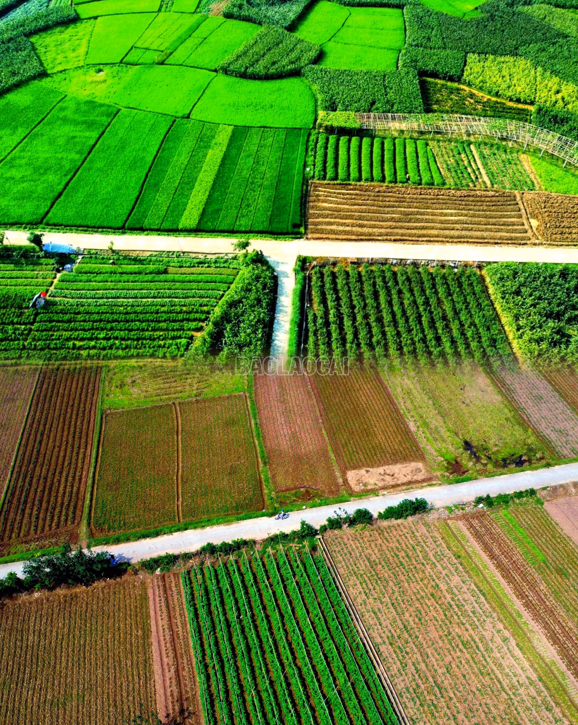 baolaocai-c_meitu-20250411-100008648.jpg