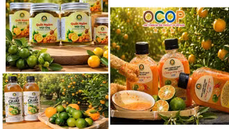 Khi quất VietGAP bước vào sân chơi OCOP