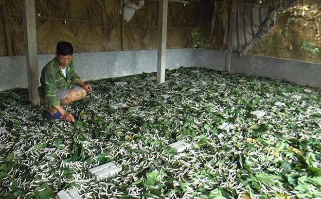 Liên kết sản xuất ở vùng trồng dâu, nuôi tằm lớn nhất Yên Bái ảnh 1