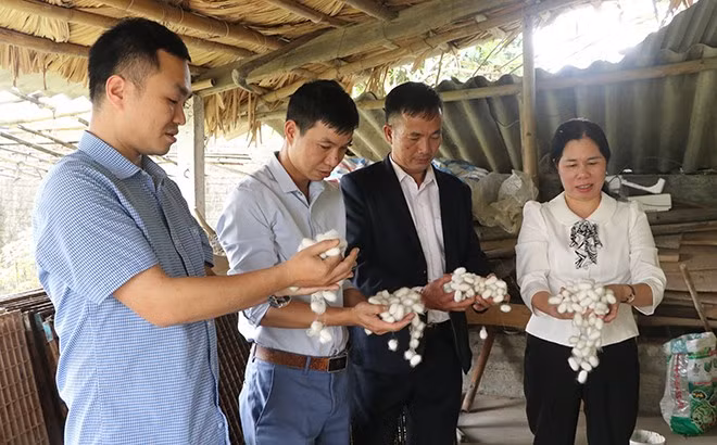 Trấn Yên vui vụ tằm xuân ảnh 1