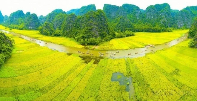 Dòng Ngô Đồng vàng rực đón du khách trong và ngoài nước về tham quan Tam Cốc-Bích Động (Ninh Bình).