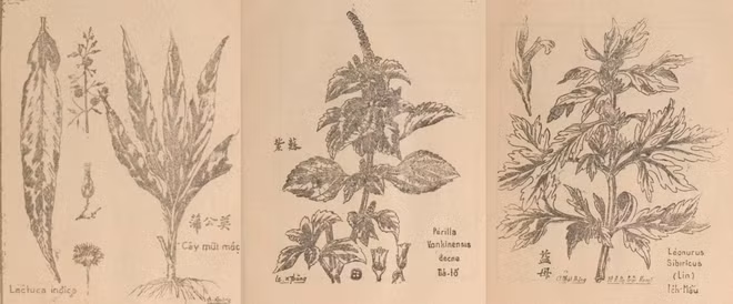 Kiến thức về y dược cổ truyền trong các thư tịch cổ.