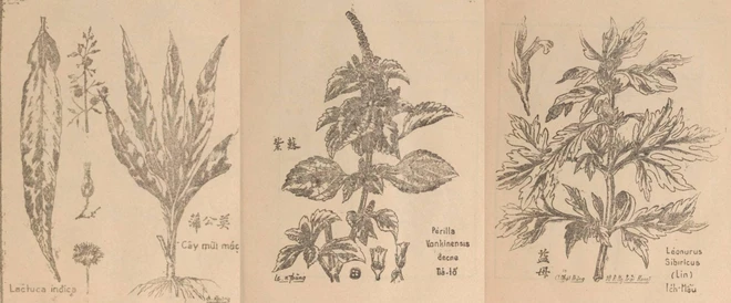 Kiến thức về y dược cổ truyền trong các thư tịch cổ.