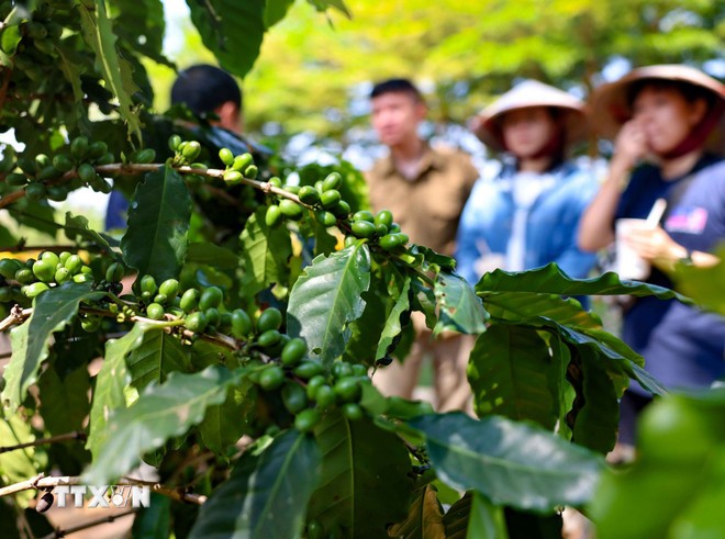 Phát triển nông nghiệp đặc sản, kinh tế bản địa. Phát triển nông nghiệp đặc sản, kinh tế bản địa.