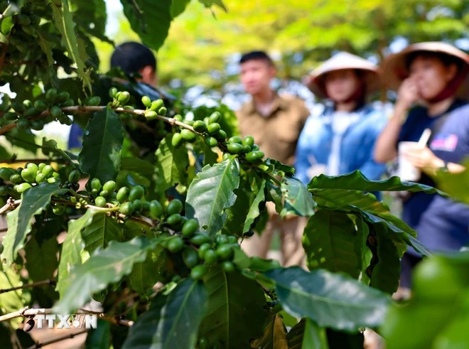 Phát triển nông nghiệp đặc sản, kinh tế bản địa.