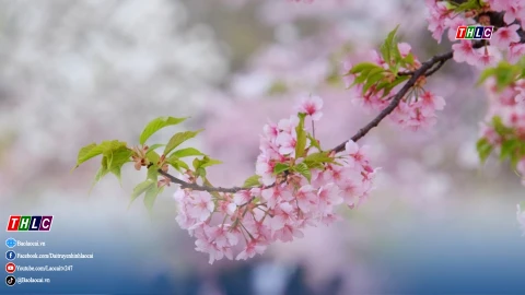 Những khúc ca xuân (17/2/2026) 