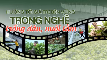 Hướng tới giá trị bền vững trong nghề trồng dâu, nuôi tằm