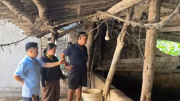 Bảo Yên ra quân kiểm tra, xử lý các trường hợp chăn nuôi lợn trong khu dân cư gây ô nhiễm môi trường