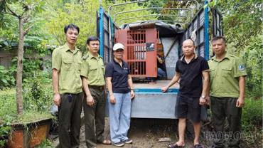 Tiếp nhận cá thể gấu ngựa do người dân tự nguyện giao nộp