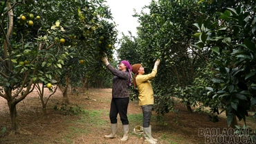 Phúc Khánh: Xây dựng mô hình kinh tế nông nghiệp nông thôn hiệu quả