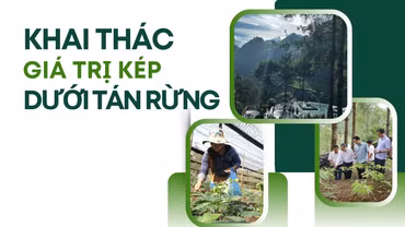 Khai thác giá trị kép dưới tán rừng