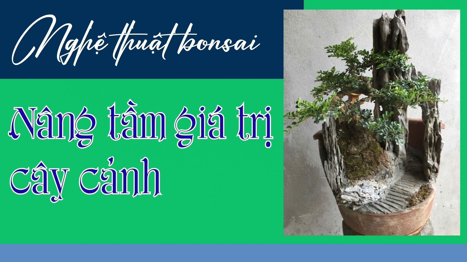 Nghệ thuật bonsai - Nâng tầm giá trị cây cảnh