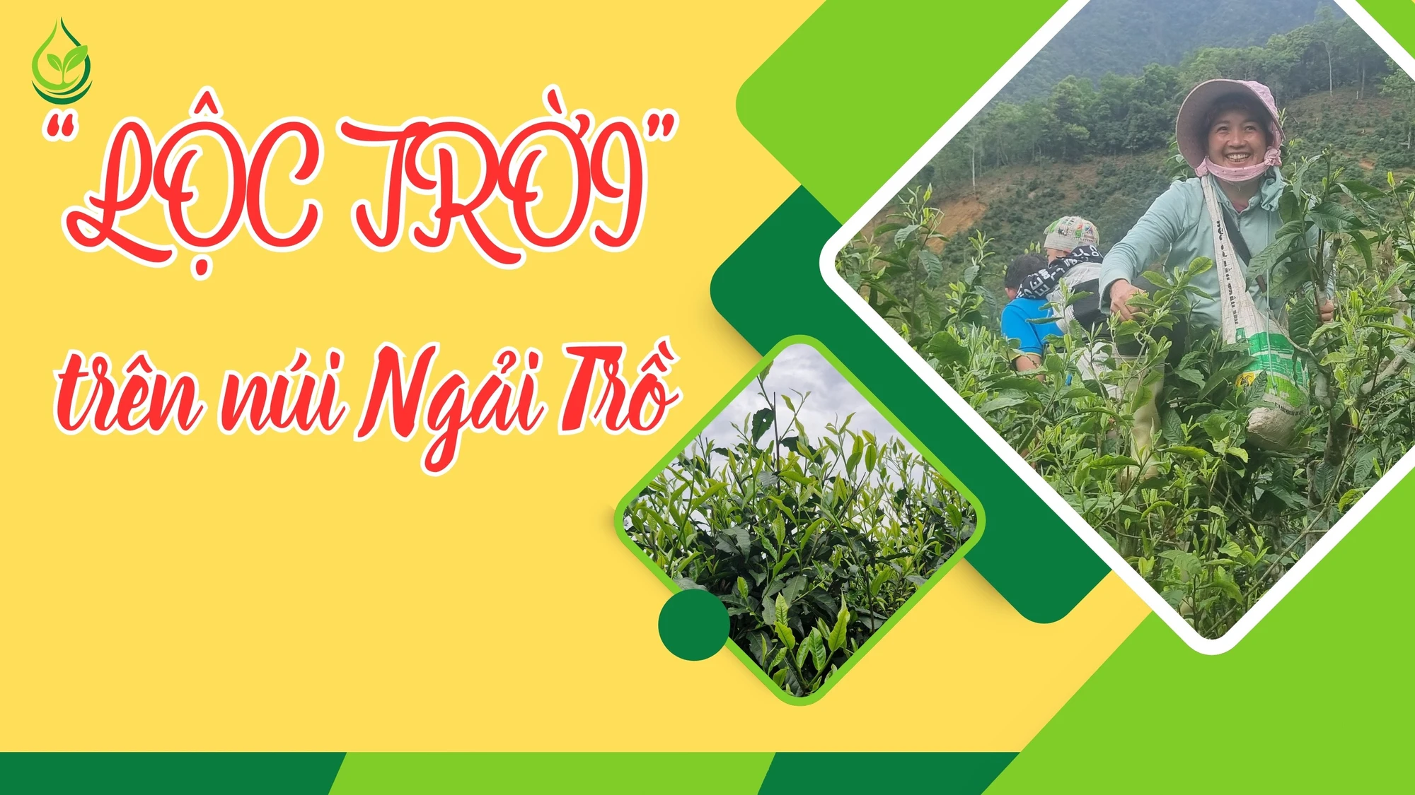 “Lộc trời” trên núi Ngải Trồ