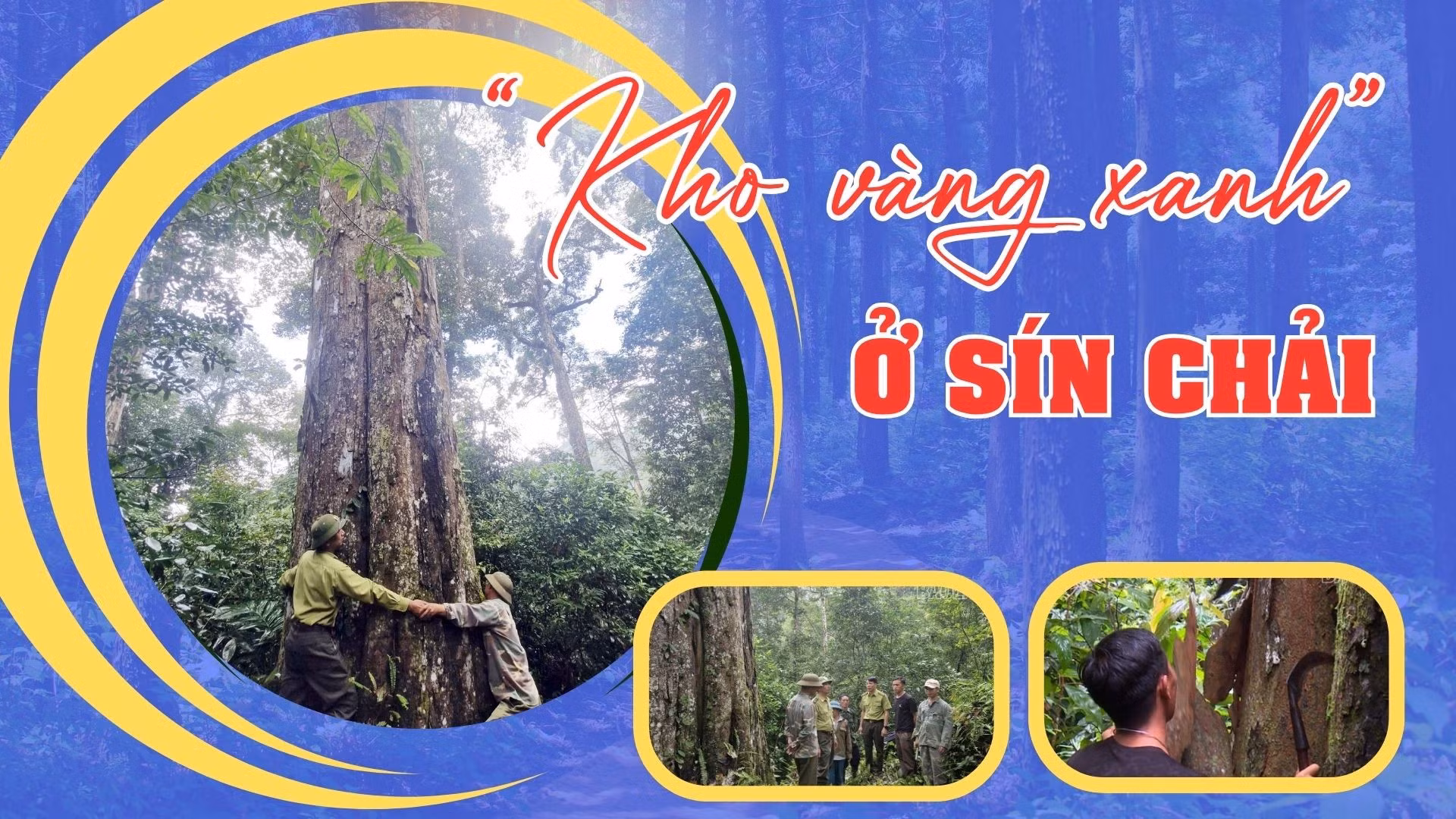 “Kho vàng xanh” ở Sín Chải