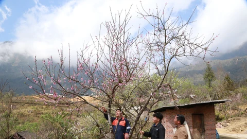 [Ảnh] Săn đào mốc trên núi "Sừng trâu”