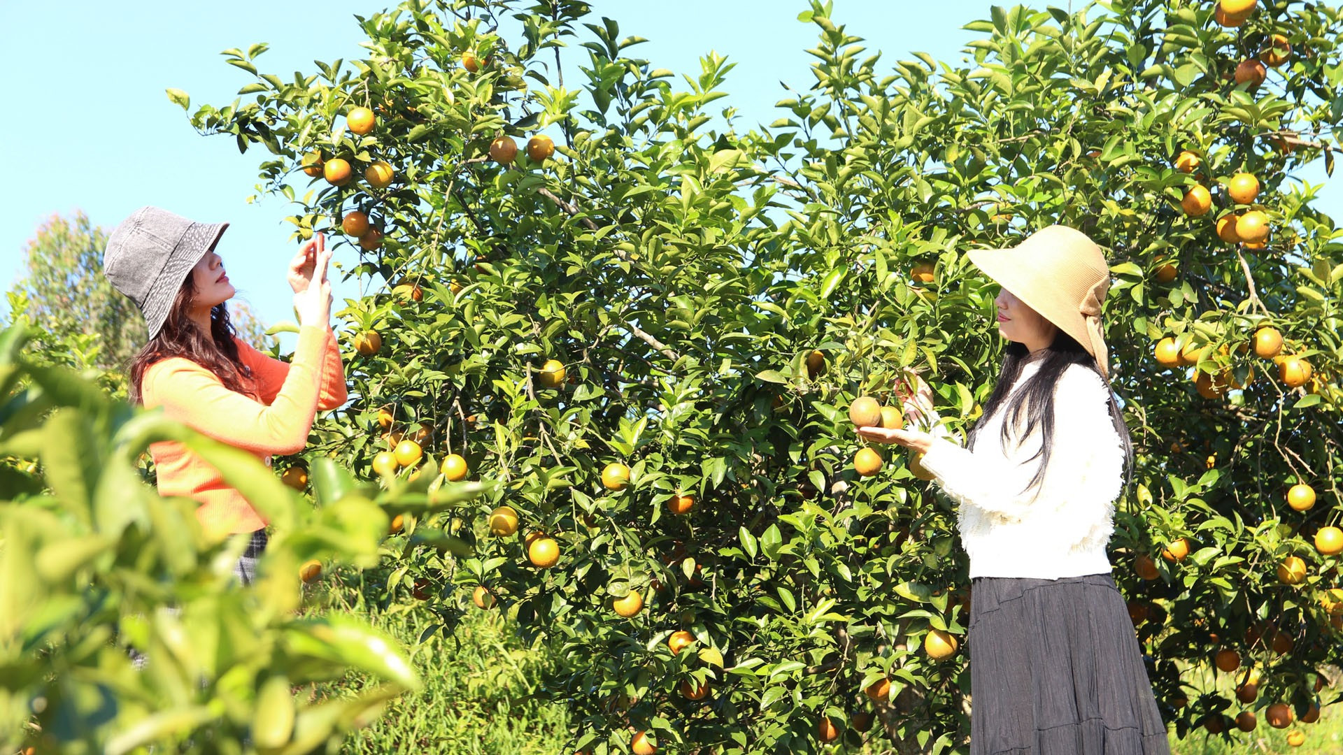 Mùa trái ngọt ven sông