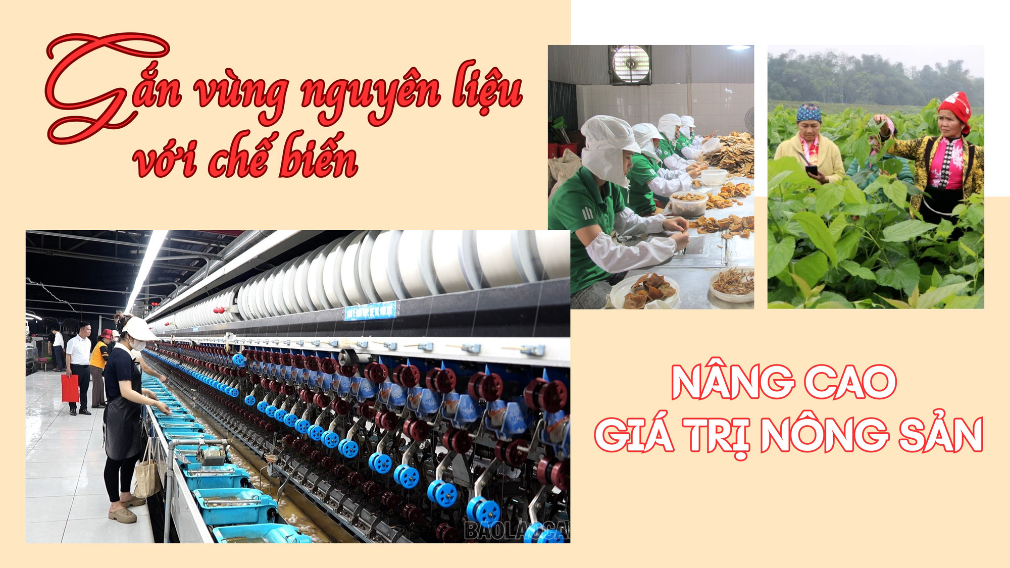 Gắn vùng nguyên liệu với chế biến: Nâng cao giá trị nông sản