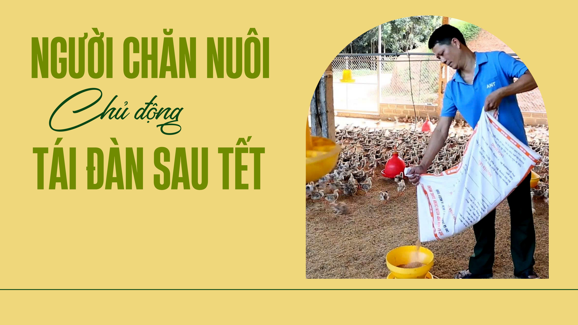 Người chăn nuôi chủ động tái đàn sau Tết