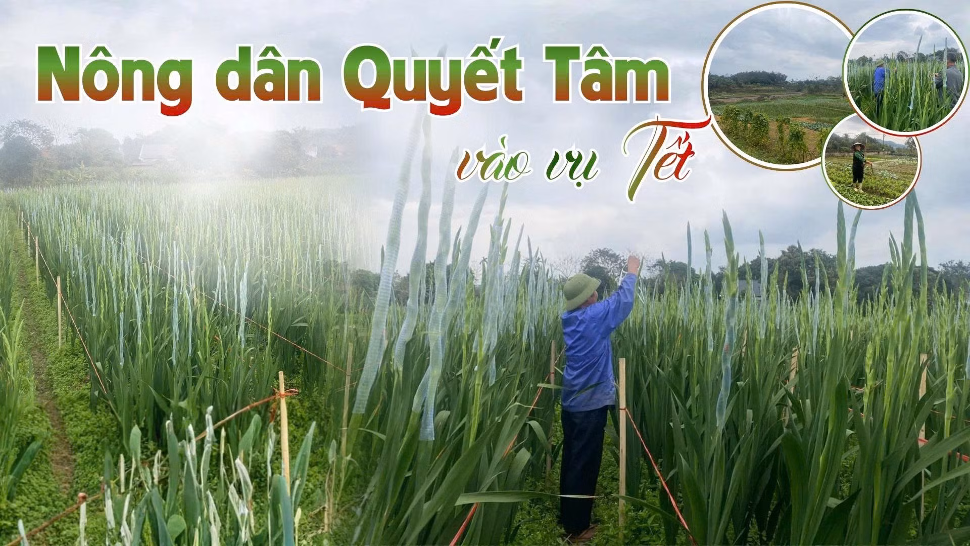  Nông dân Quyết Tâm vào vụ Tết