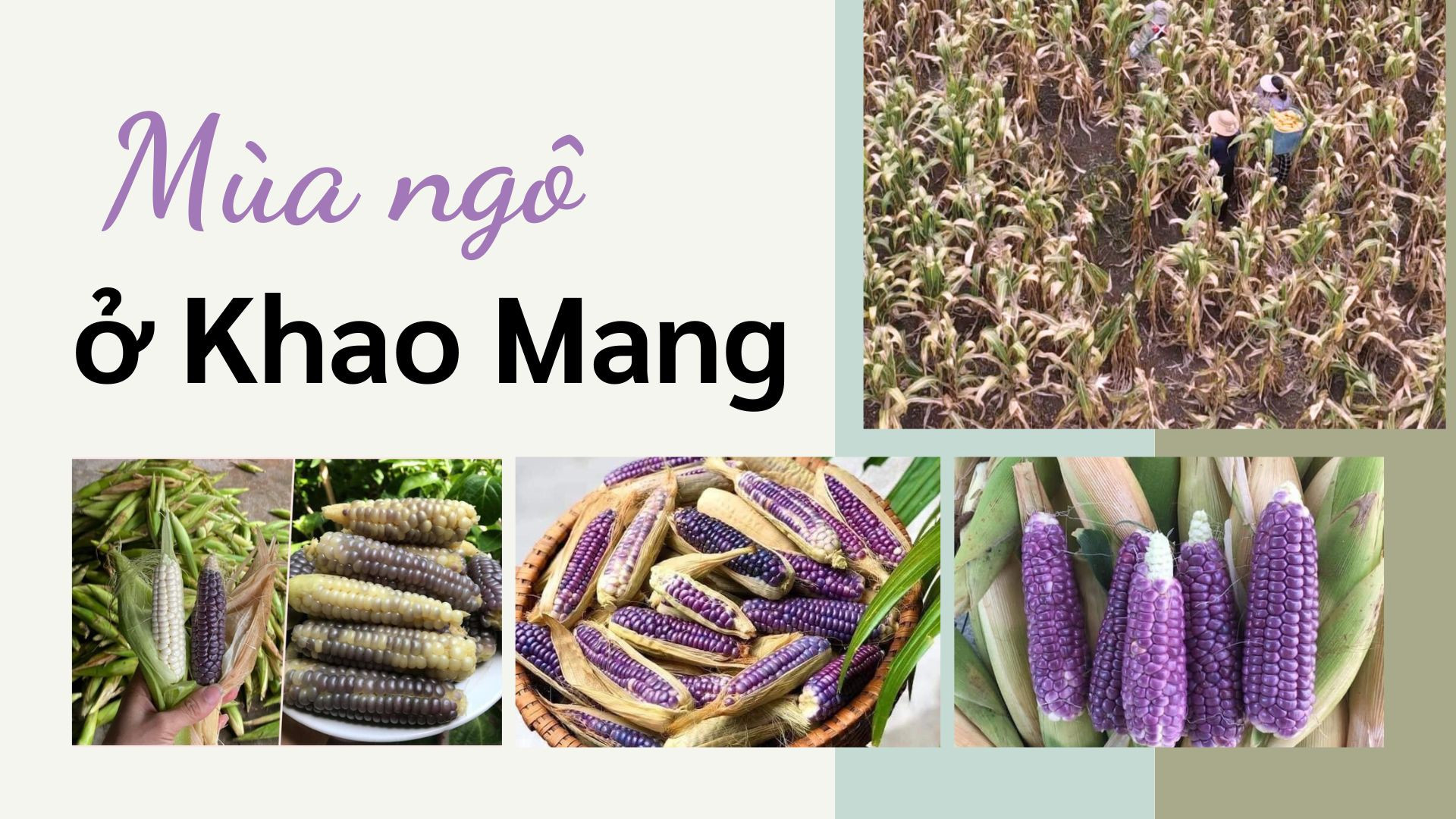 Mùa ngô ở Khao Mang