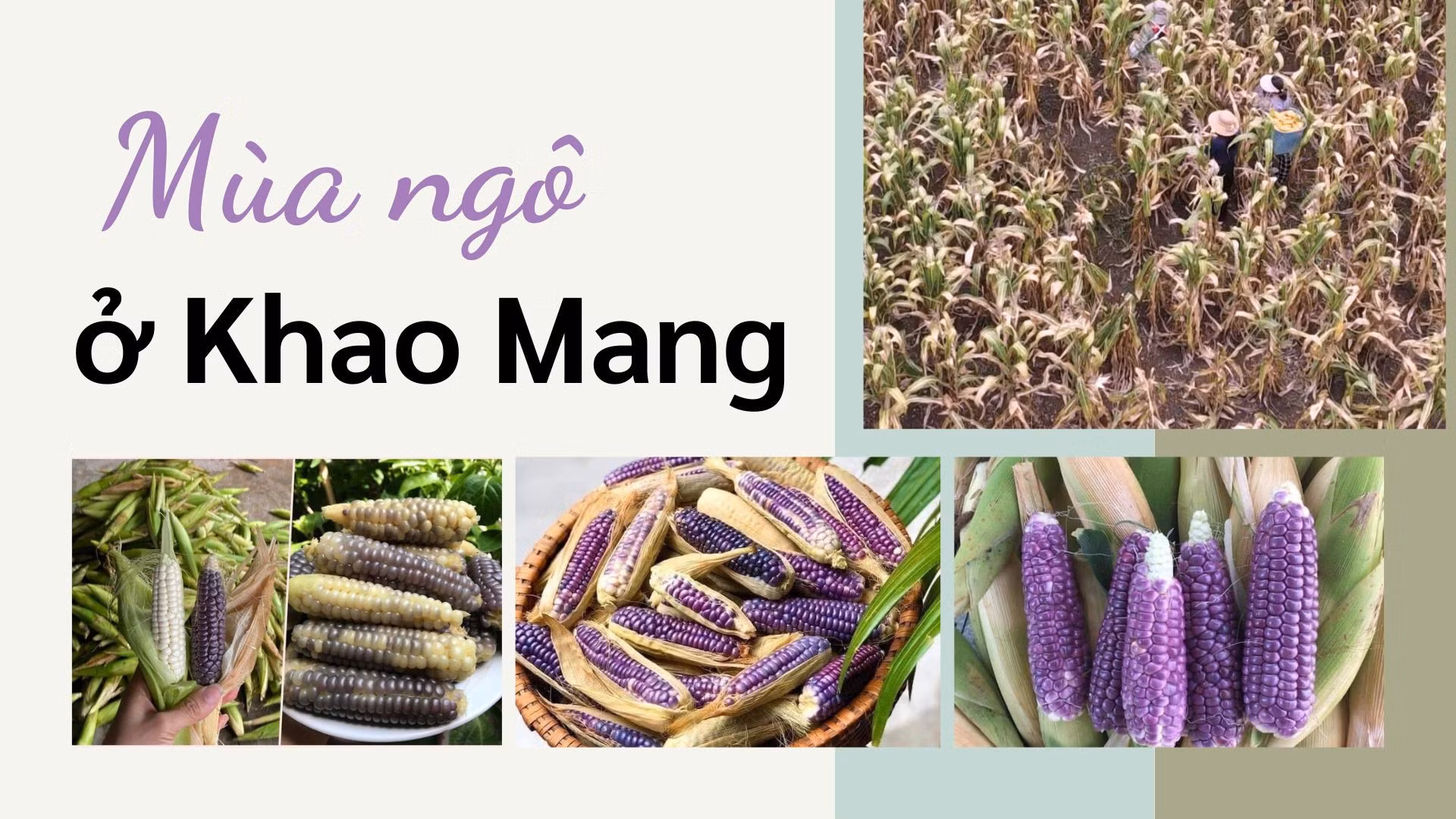 Mùa ngô ở Khao Mang