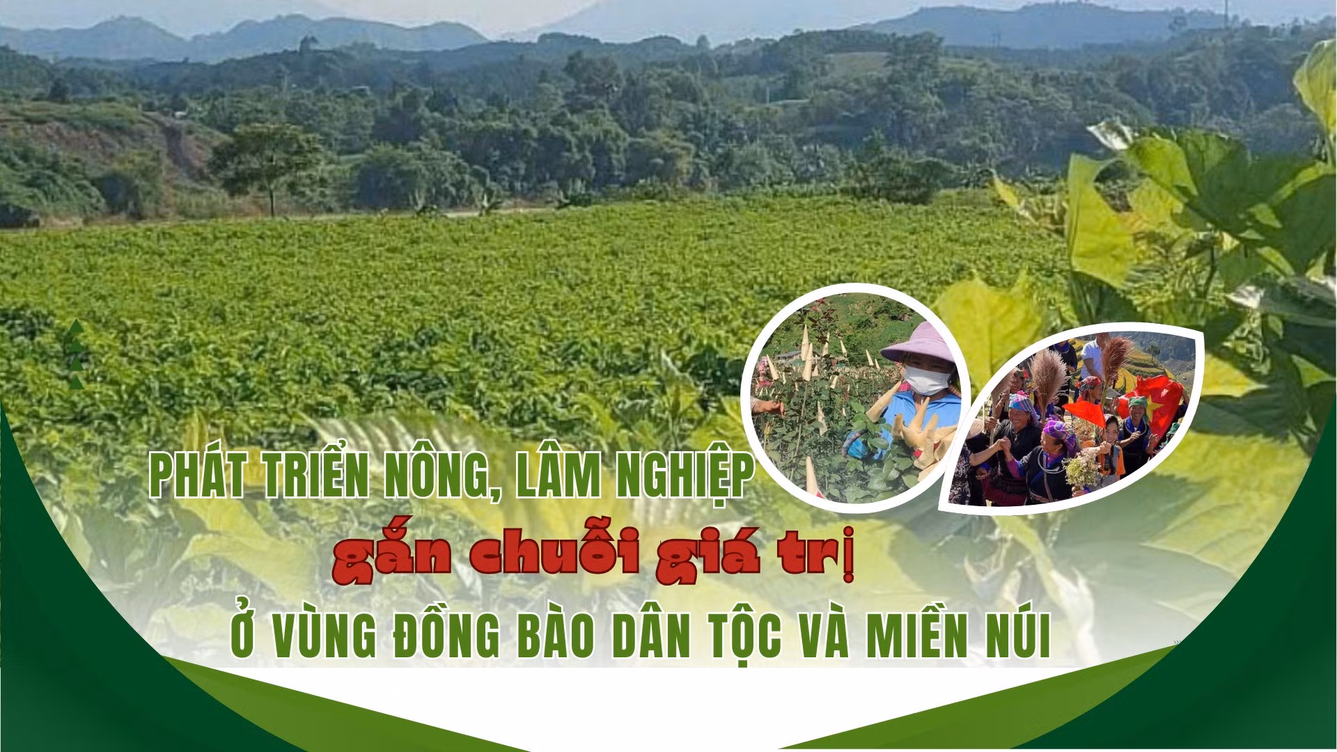 Phát triển nông, lâm nghiệp gắn chuỗi giá trị ở vùng đồng bào dân tộc và miền núi