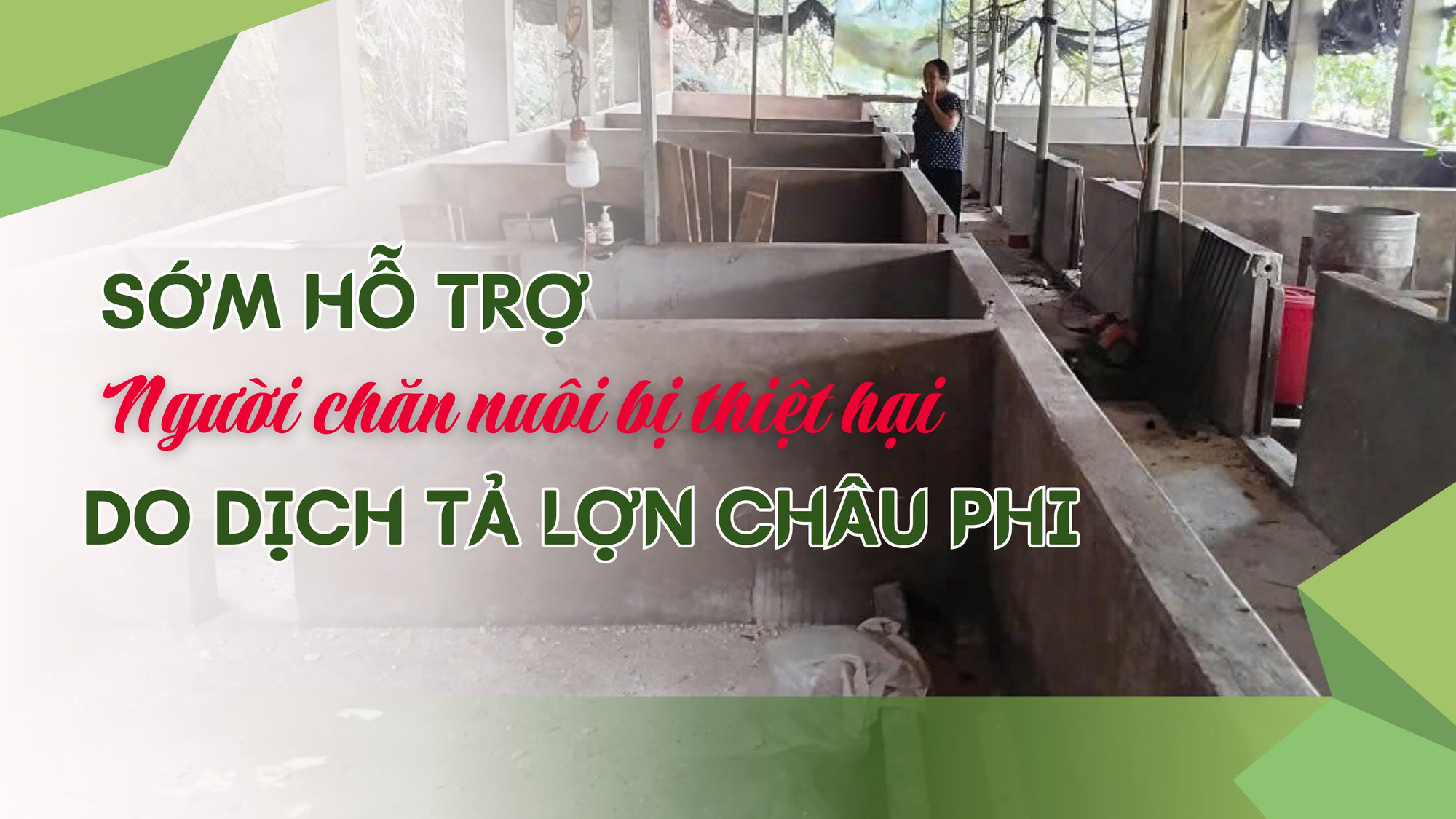 Sớm hỗ trợ người chăn nuôi bị thiệt hại do dịch tả lợn châu Phi