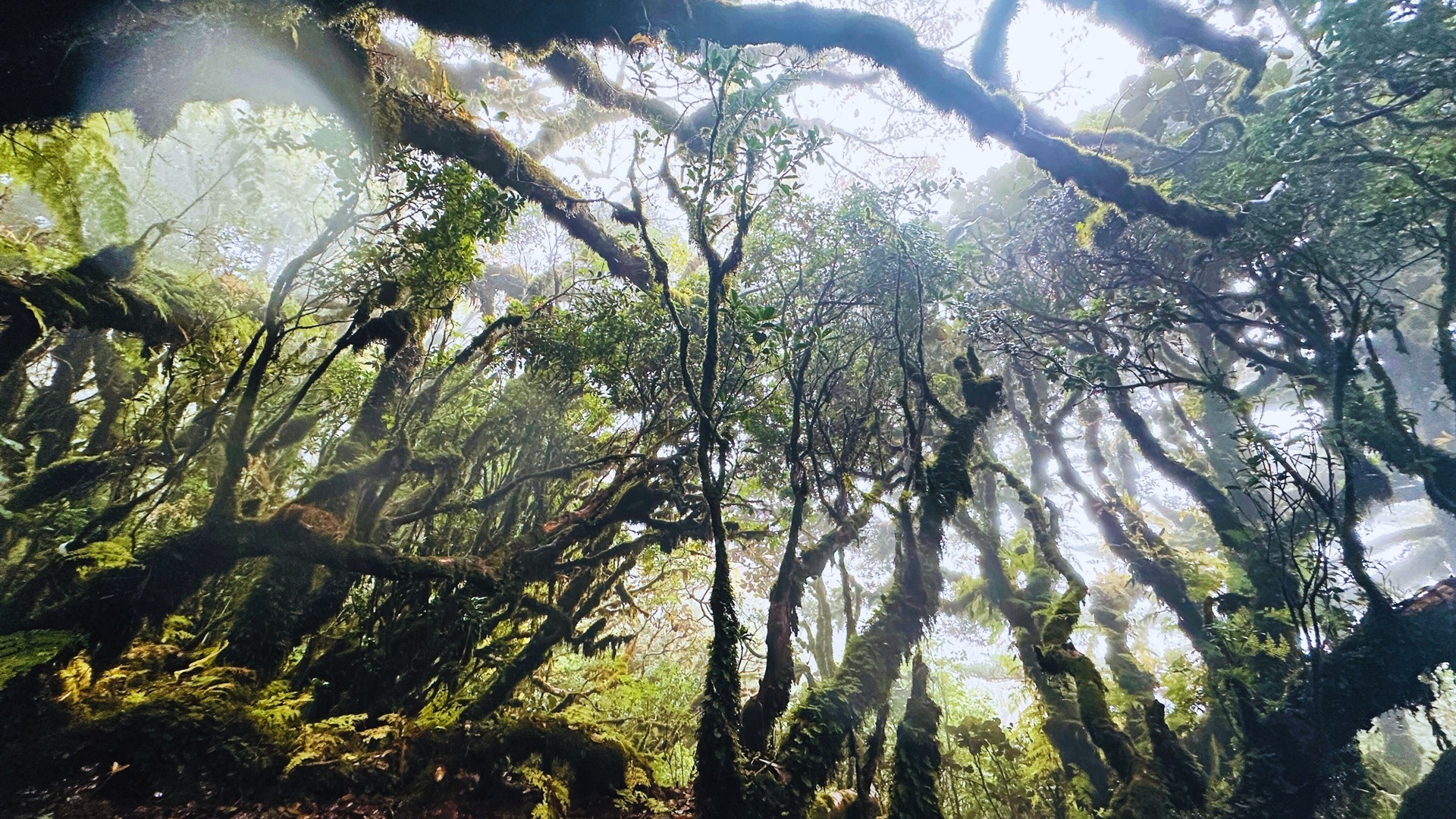 Lạc vào rừng rêu cổ tích trên cung đường chinh phục Phu Sa Phìn