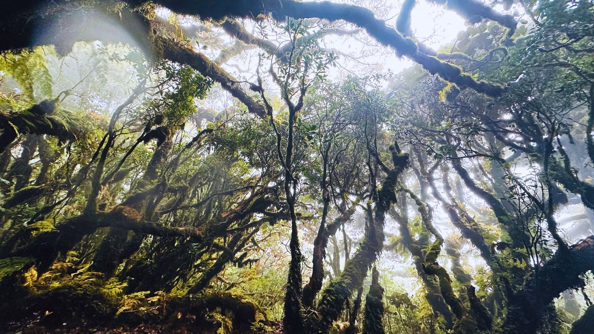 Lạc vào rừng rêu cổ tích trên cung đường chinh phục Phu Sa Phìn