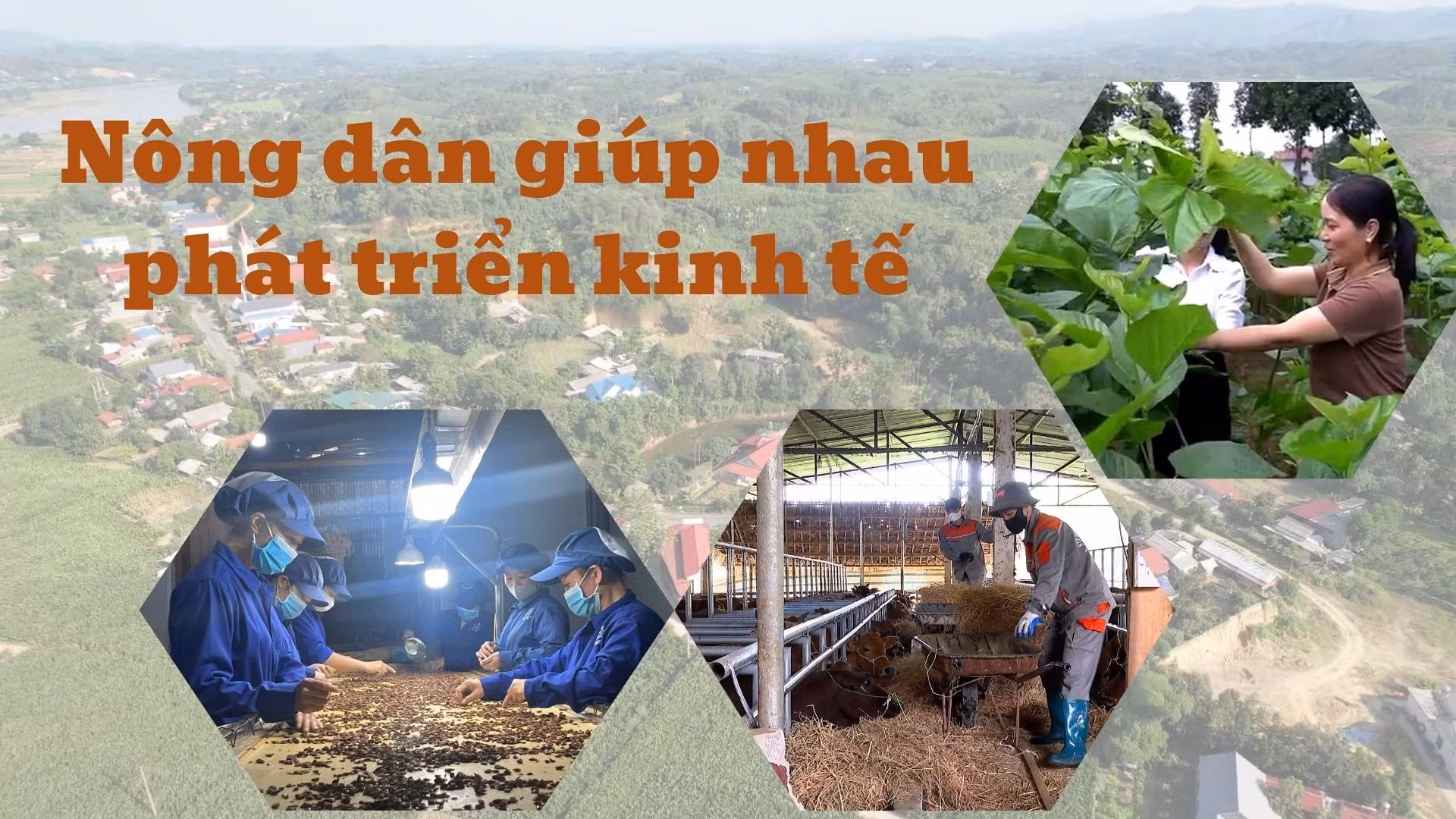 Nông dân giúp nhau phát triển kinh tế