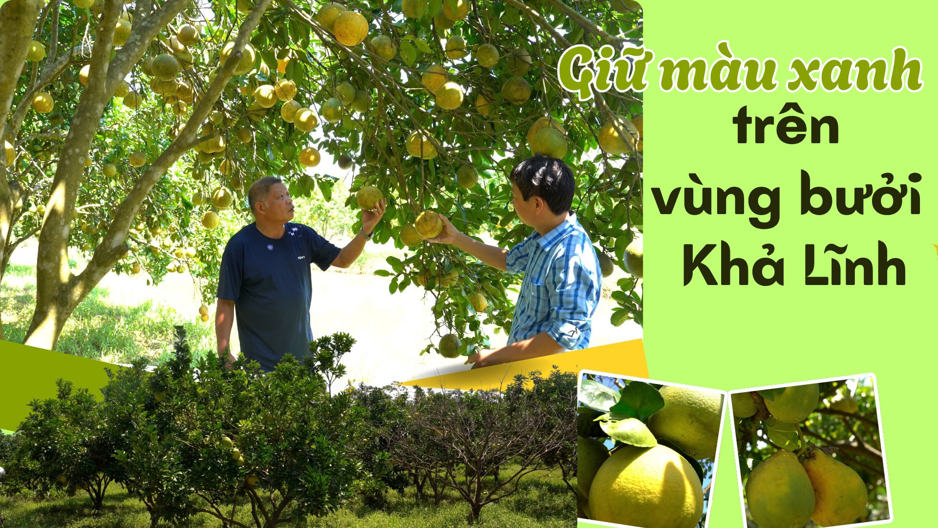 Giữ màu xanh trên vùng bưởi Khả Lĩnh