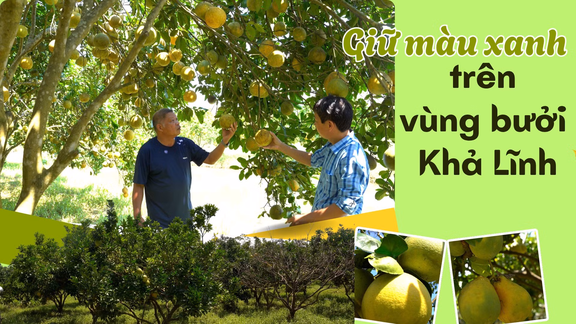 Giữ màu xanh trên vùng bưởi Khả Lĩnh